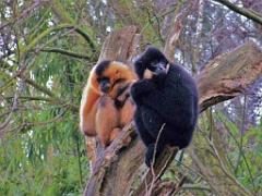 149 BIO PARC DE DOUE LA FONTAINE 7- 2016_000047